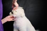 Maak van je hobby je inkomstenbron als hondentrimmer